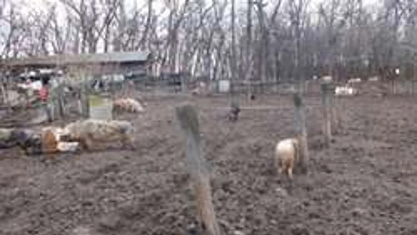 Tehéntetemeket marcangoltak a disznók - durva állatkínzás Újfehértón