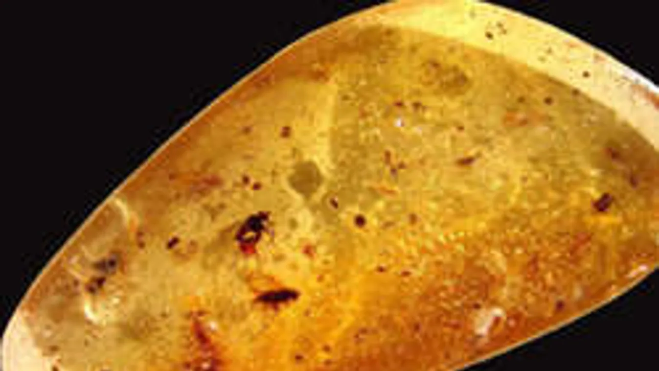 Megdöbbentő tudomány: 99 millió éves gyíkokat találtak