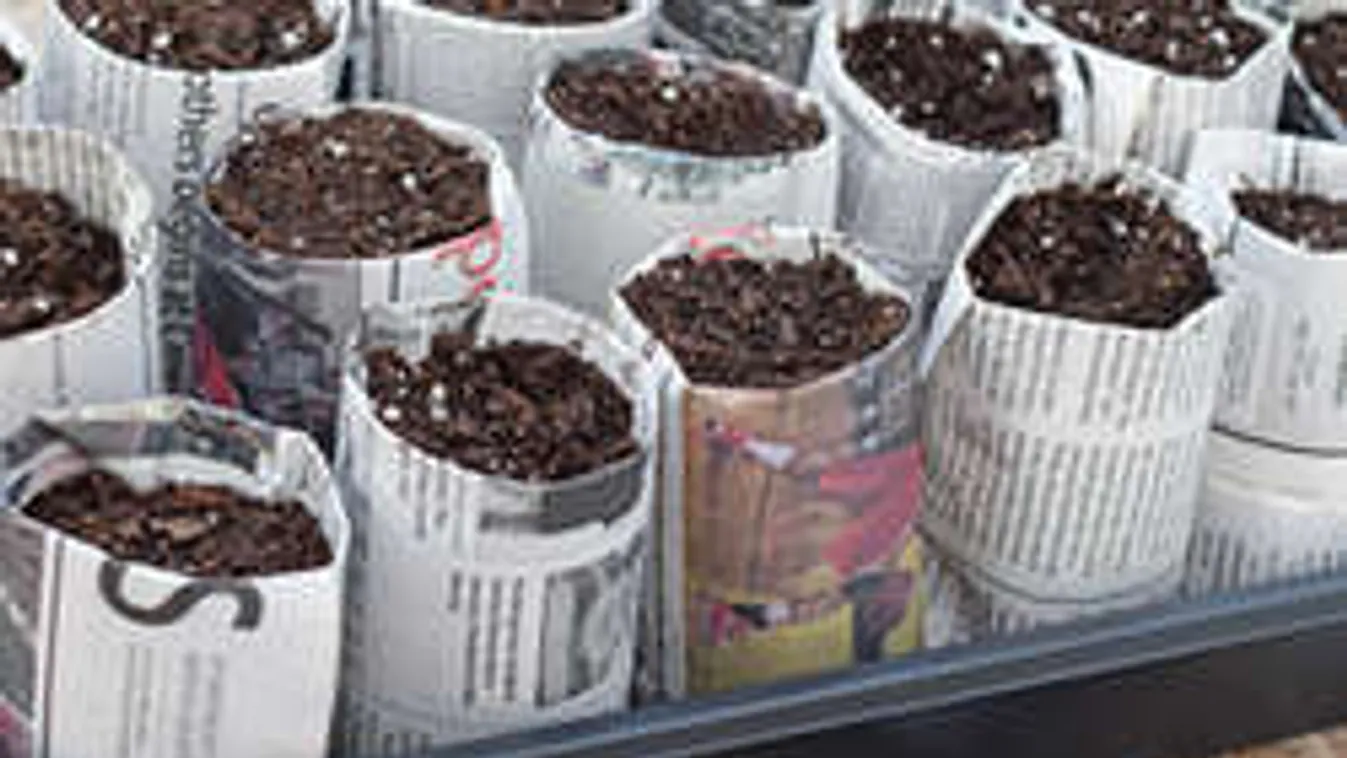 Zseniális ötlet: így palántázz újságpapírral!