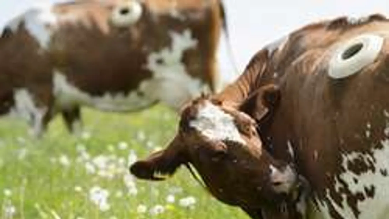 Bizarr módszer: óriási lyukakat vágnak élő tehenek oldalába!