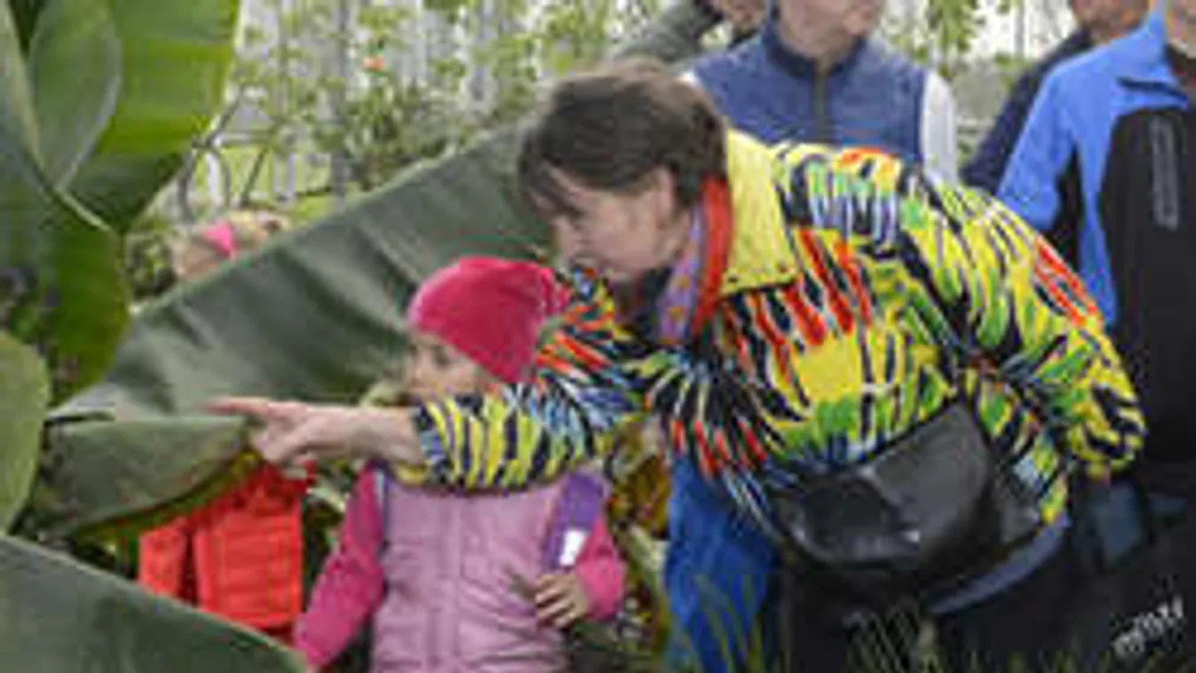 Banánfa nő a dél-pesti szennyvíztisztító telepen!