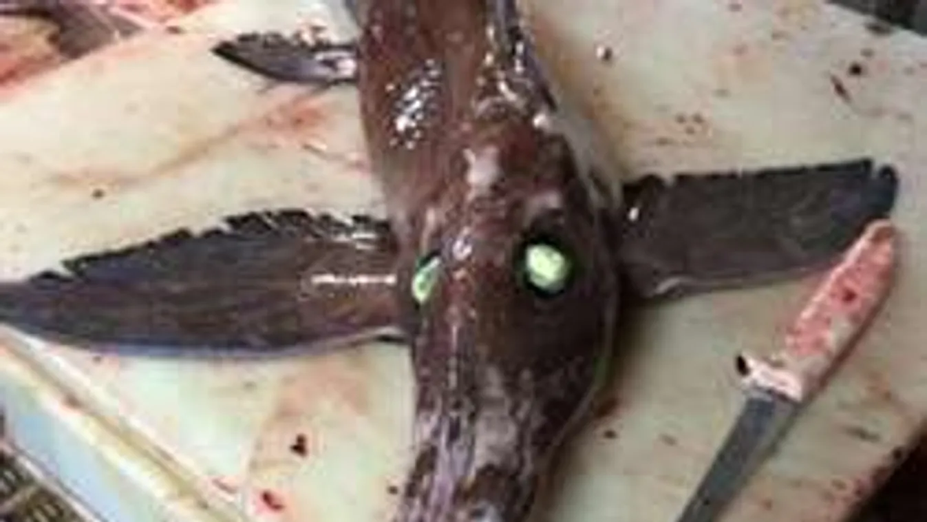 Izzó szemű mutáns lény keltett pánikot Kanadában! - Fotó