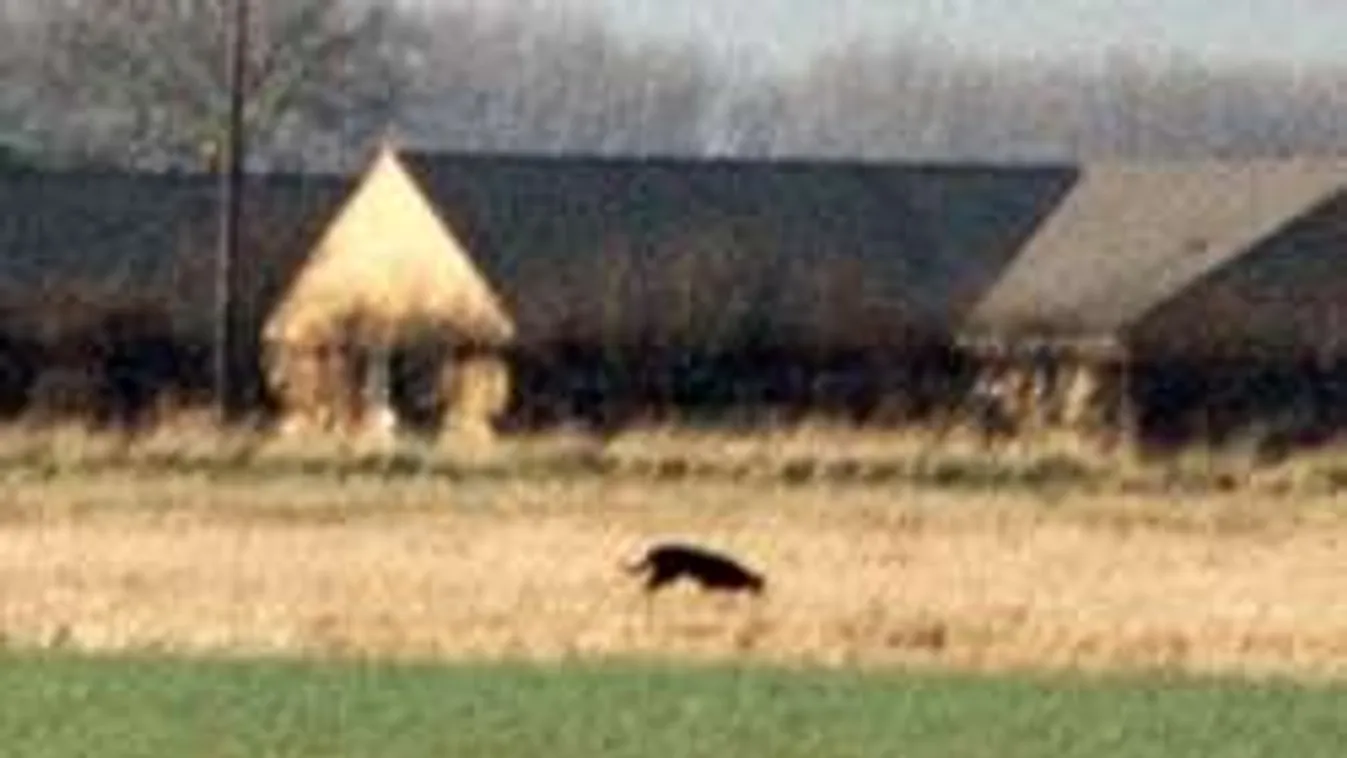 Hatalmas, macskaszerű szörny tartja rettegésben a briteket!
