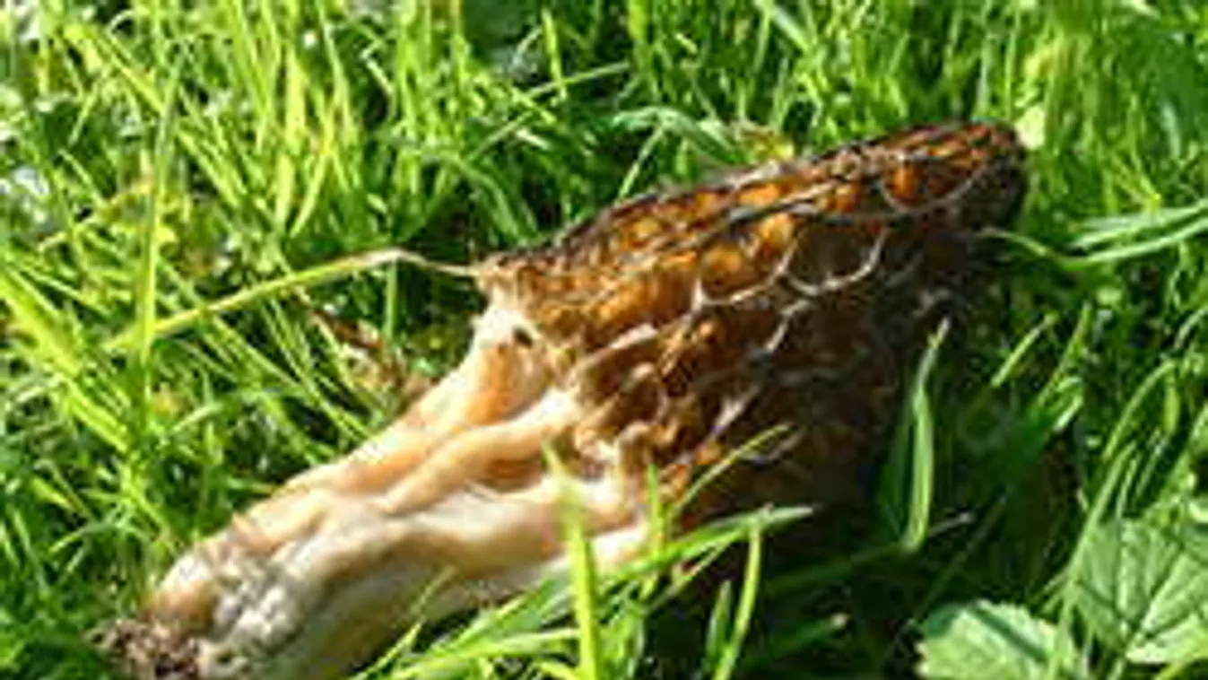 Biológiai csodára bukkantak egy csongrádi erdőben!