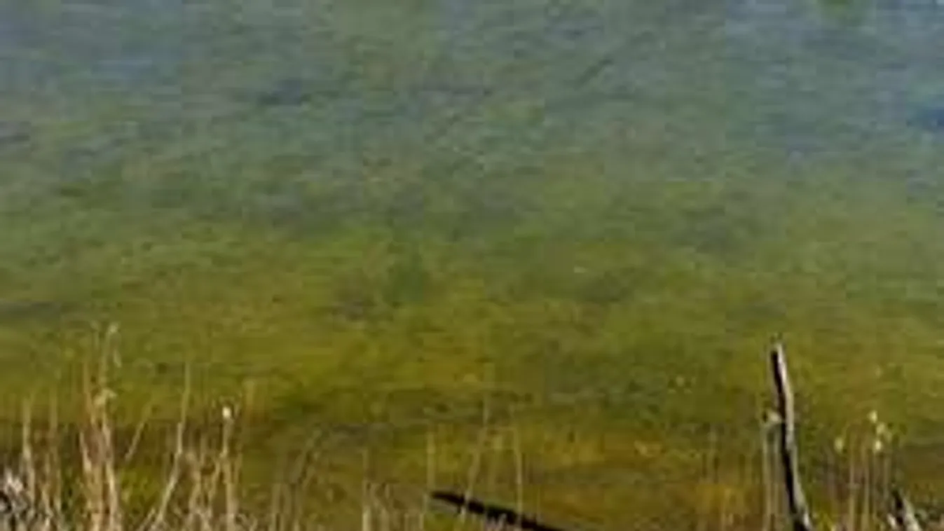 A 74 éves bácsinak köszönheti életét a Sióba esett horgász