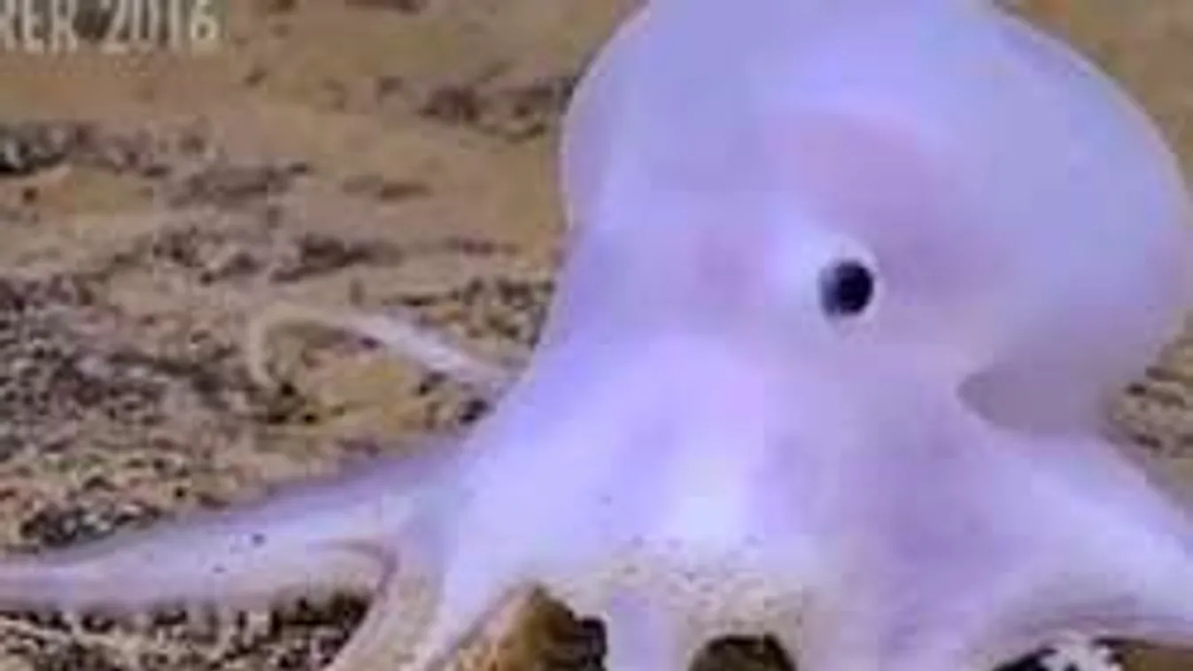 Tényleg lehet cuki egy vízi szörny! - Videó