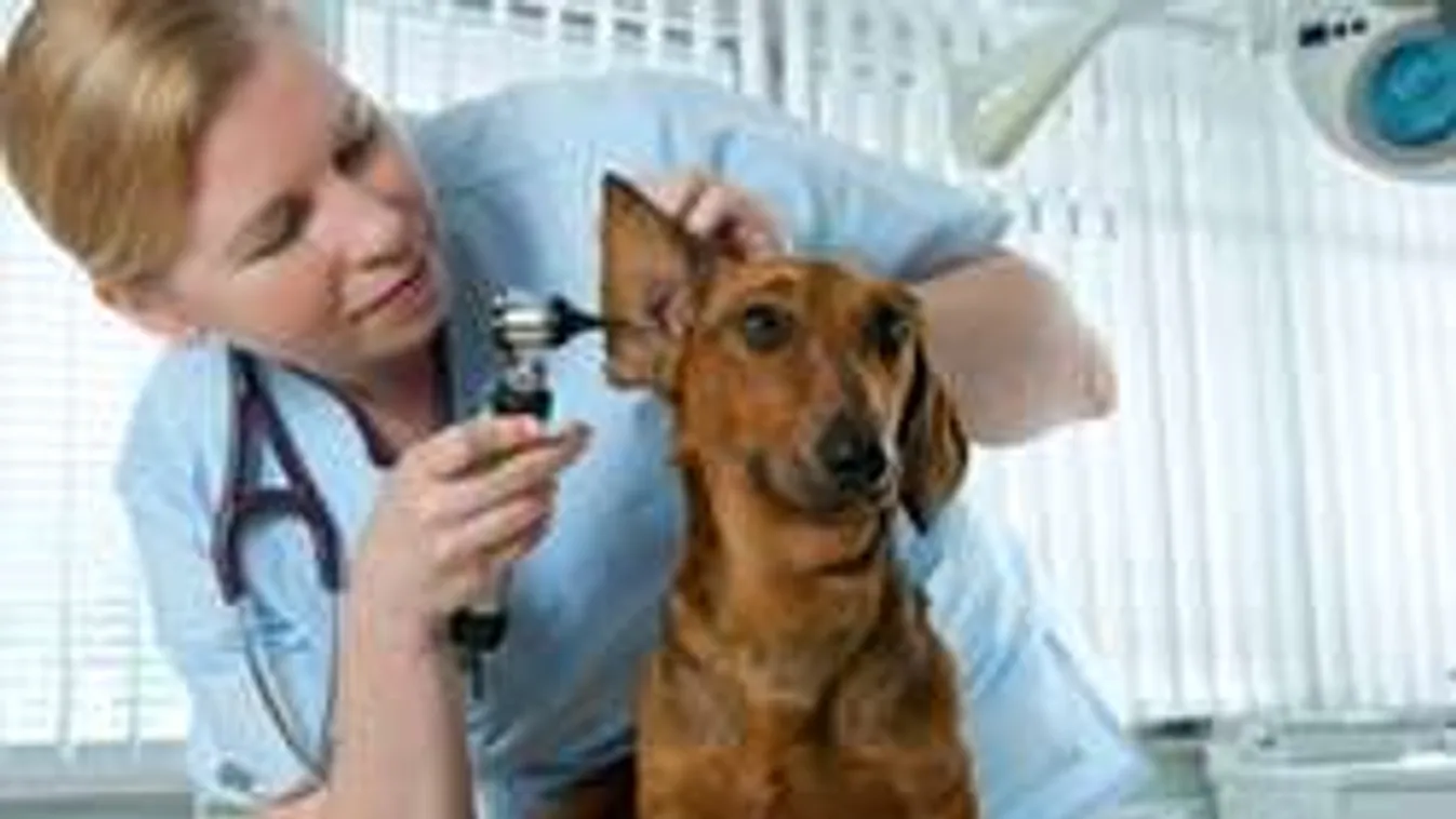 Sorra végezte ki az állatokat a kegyetlen komáromi áldoktornő