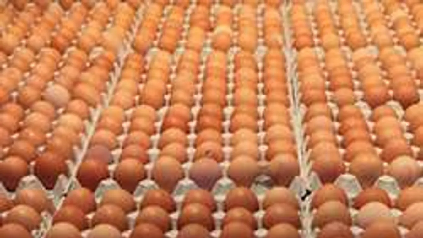 Dől hozzánk a mini ipari tojás! Ennek is áfacsökkentés lehet a vége!