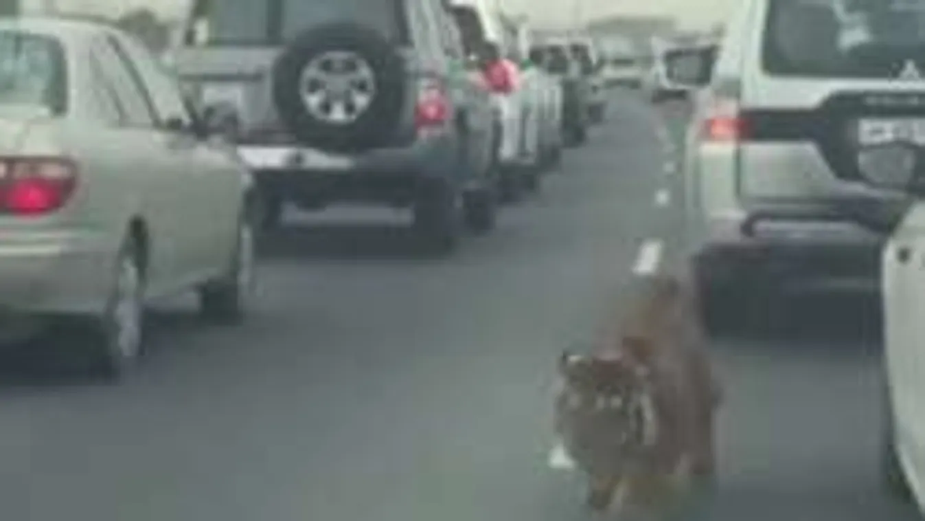 Nem hiszed el, milyen állat esett ki az autópályán egy kamionból