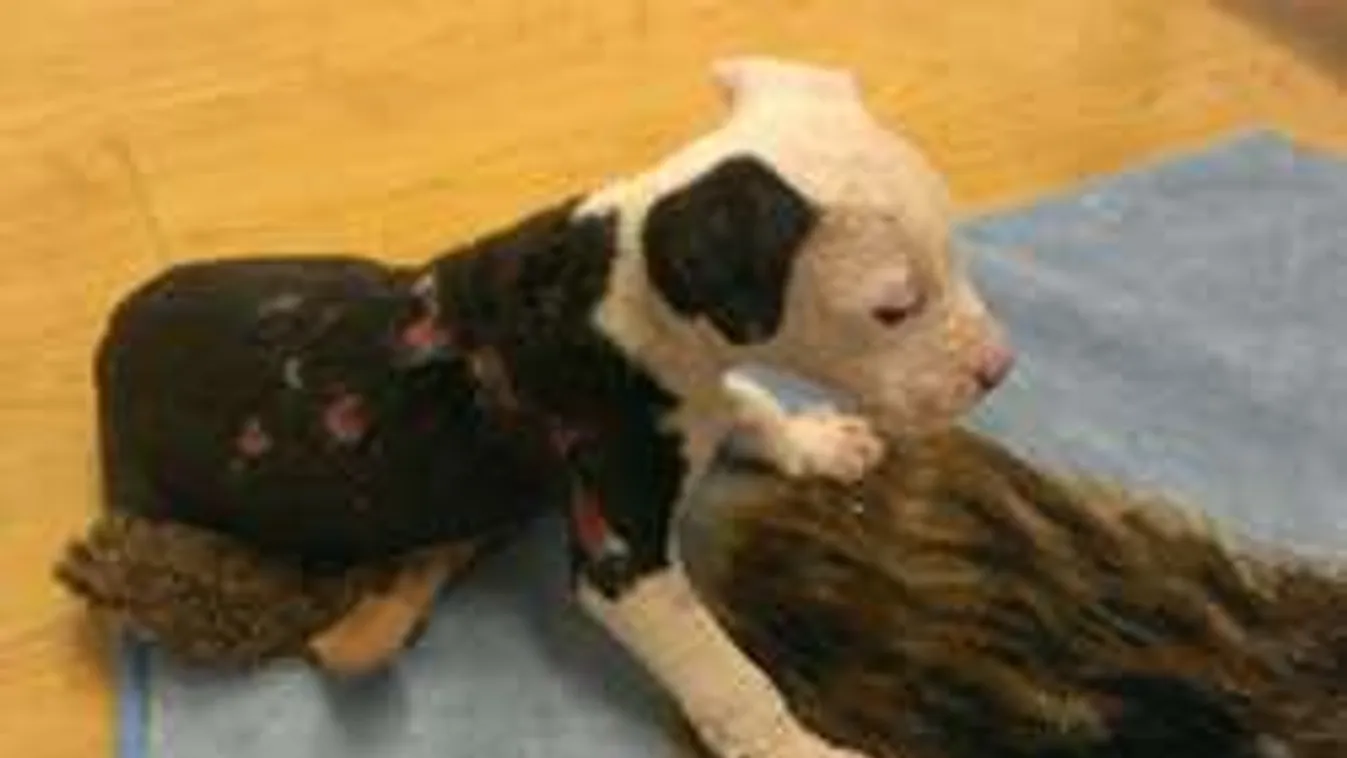 Igazán megható: tűzoltók ápolják a halál torkából kimentett kutyust