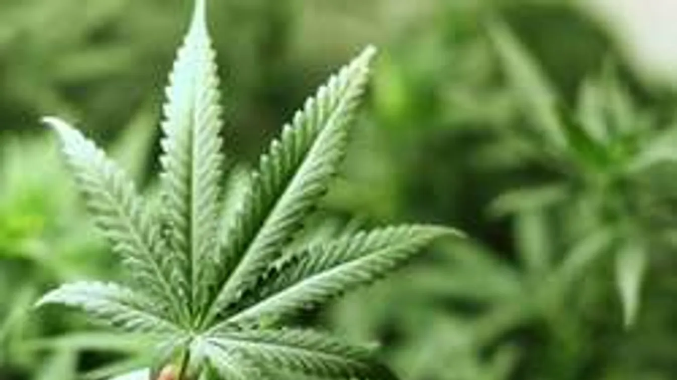 Lebukott a drogtermesztő mama: Chippendale fiúknak nézte a rendőröket!