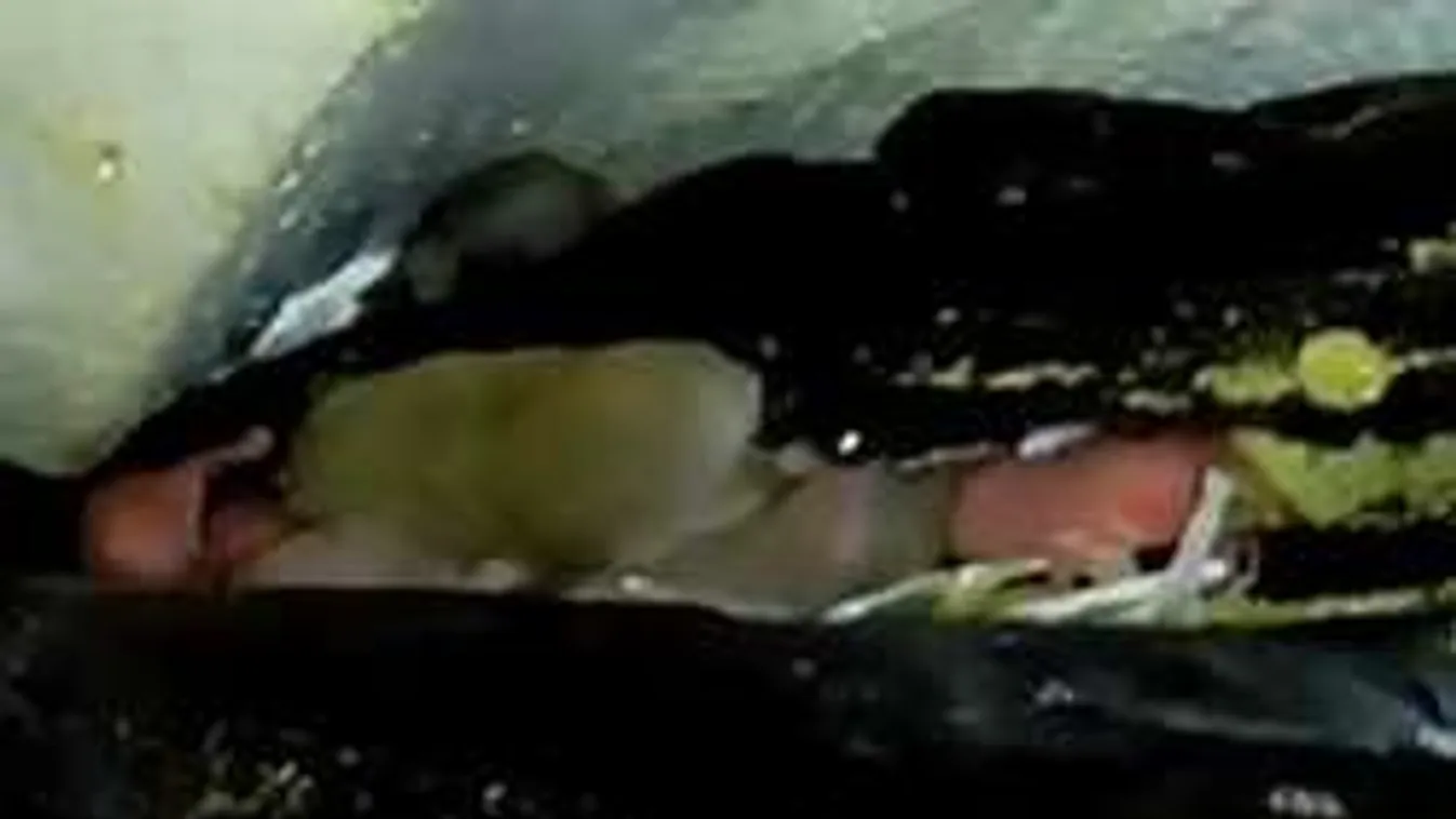 Döglött és újszülött egerekkel volt tele egy csongrádi élelmiszerüzem!