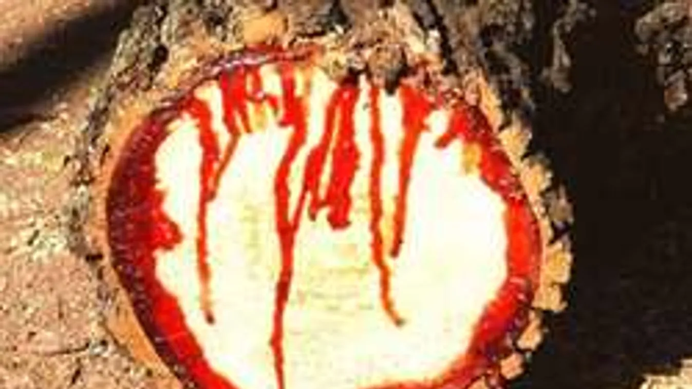 Van magyarázat a hátborzongató vérző fák rejtélyére!