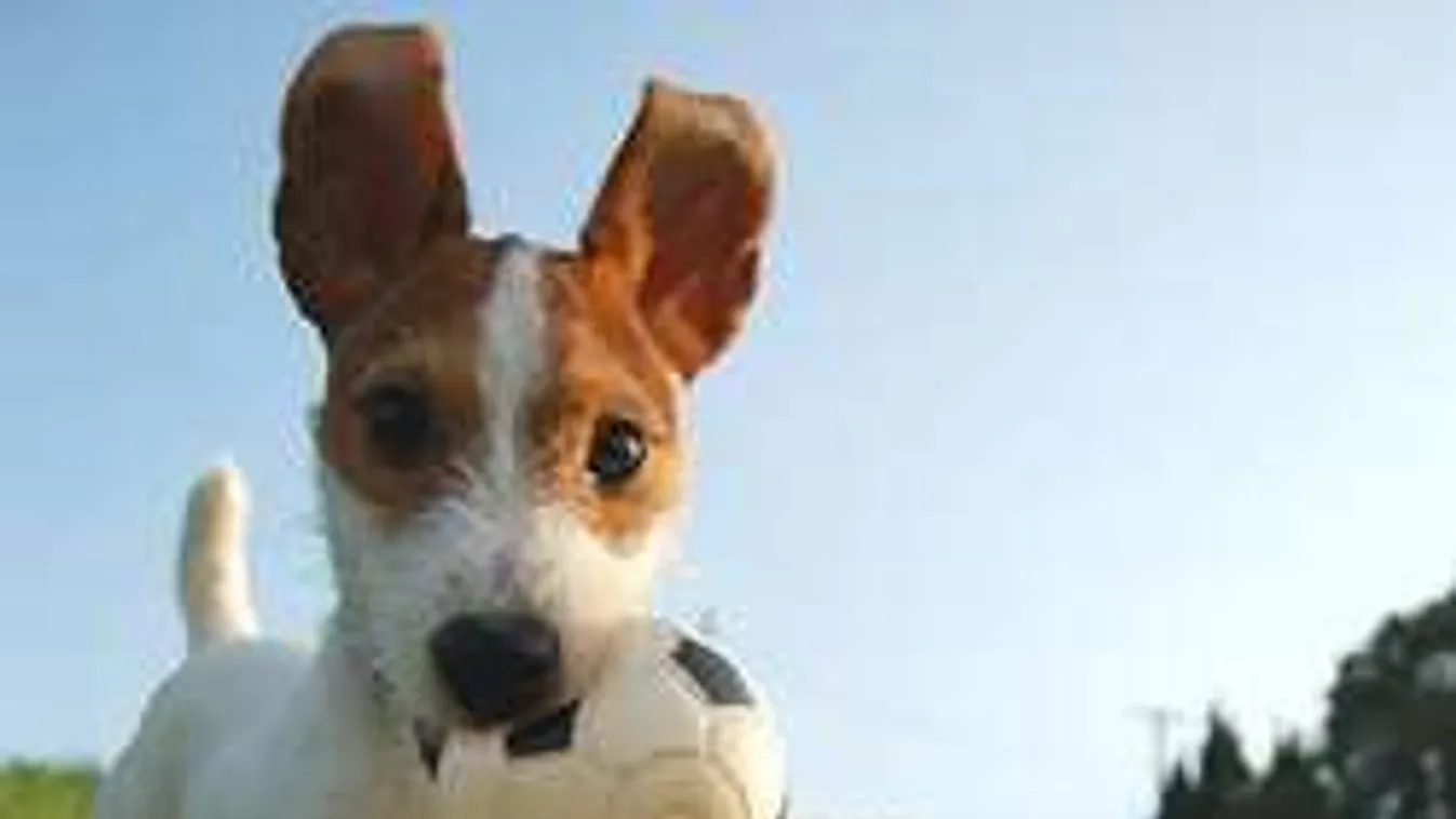 Ilyen brutálisan ügyes kutyát még biztosan nem láttál!