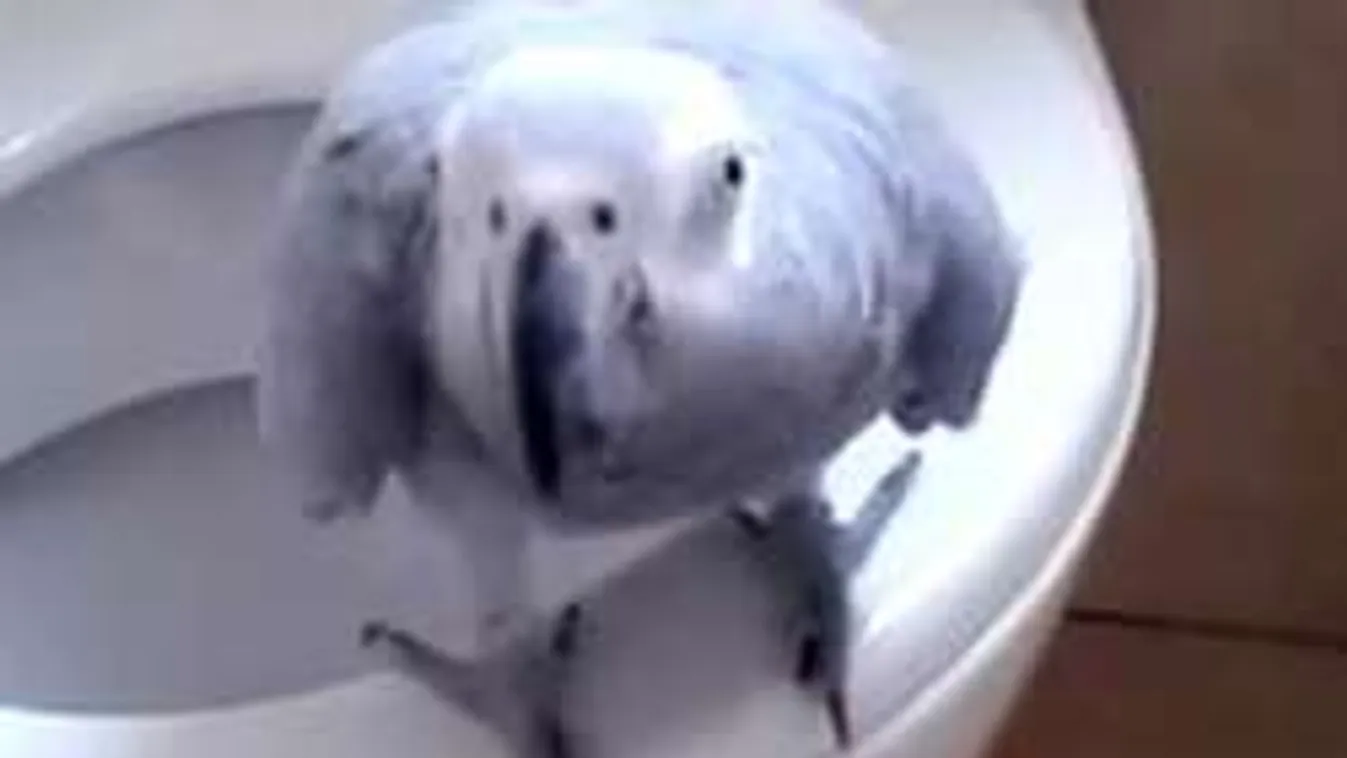 Ilyet még nem láttál: vécén intézi dolgait a beszélő papagáj!