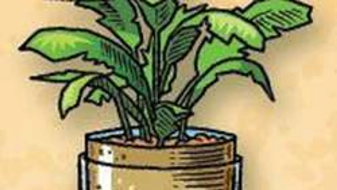 Te is utálsz palántát locsolni? Most figyelj, mutatunk egy szuper trükköt!