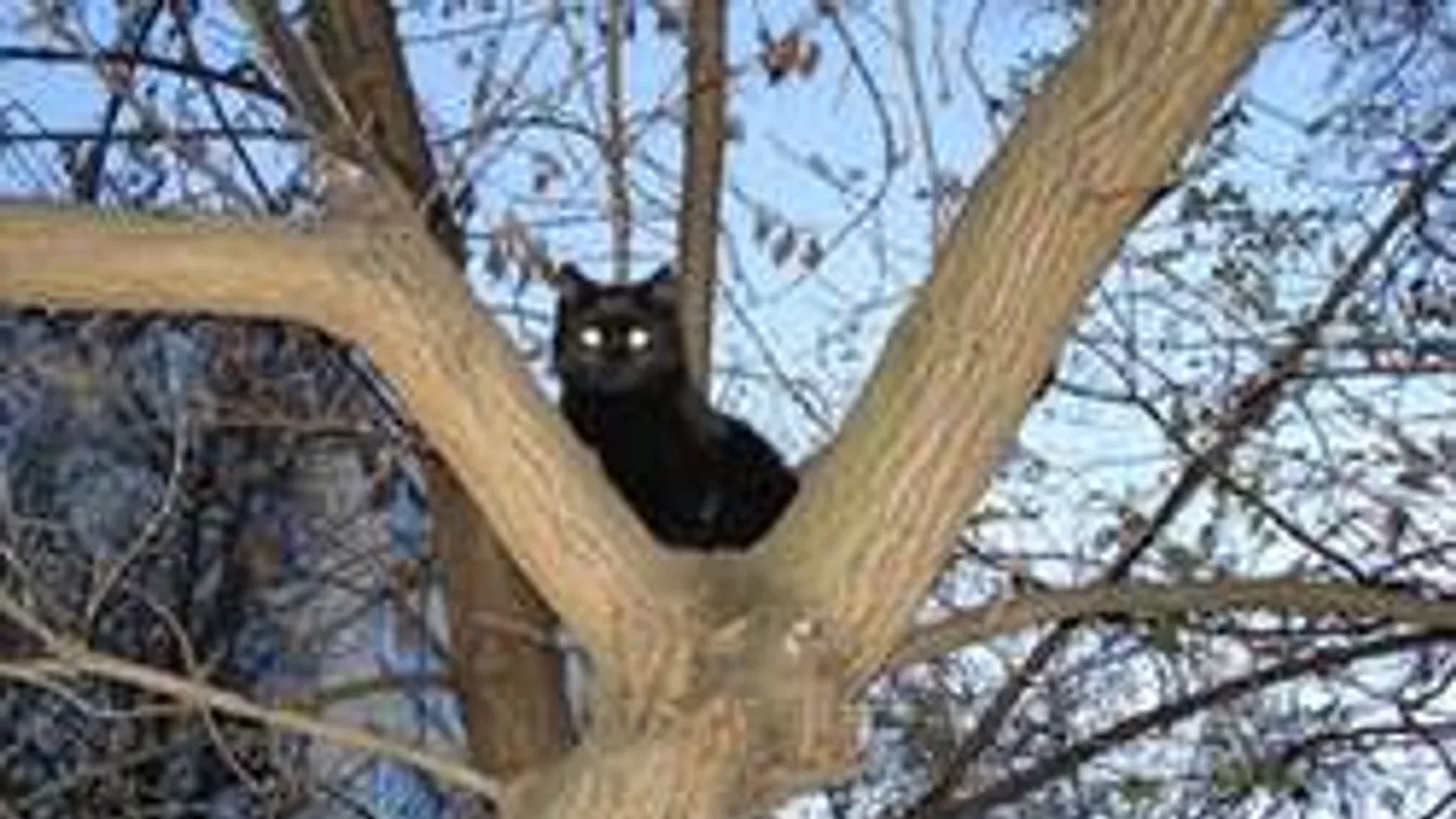 Négy nap után sikerült megmenteni a fán ragadt szegedi kiscicát!