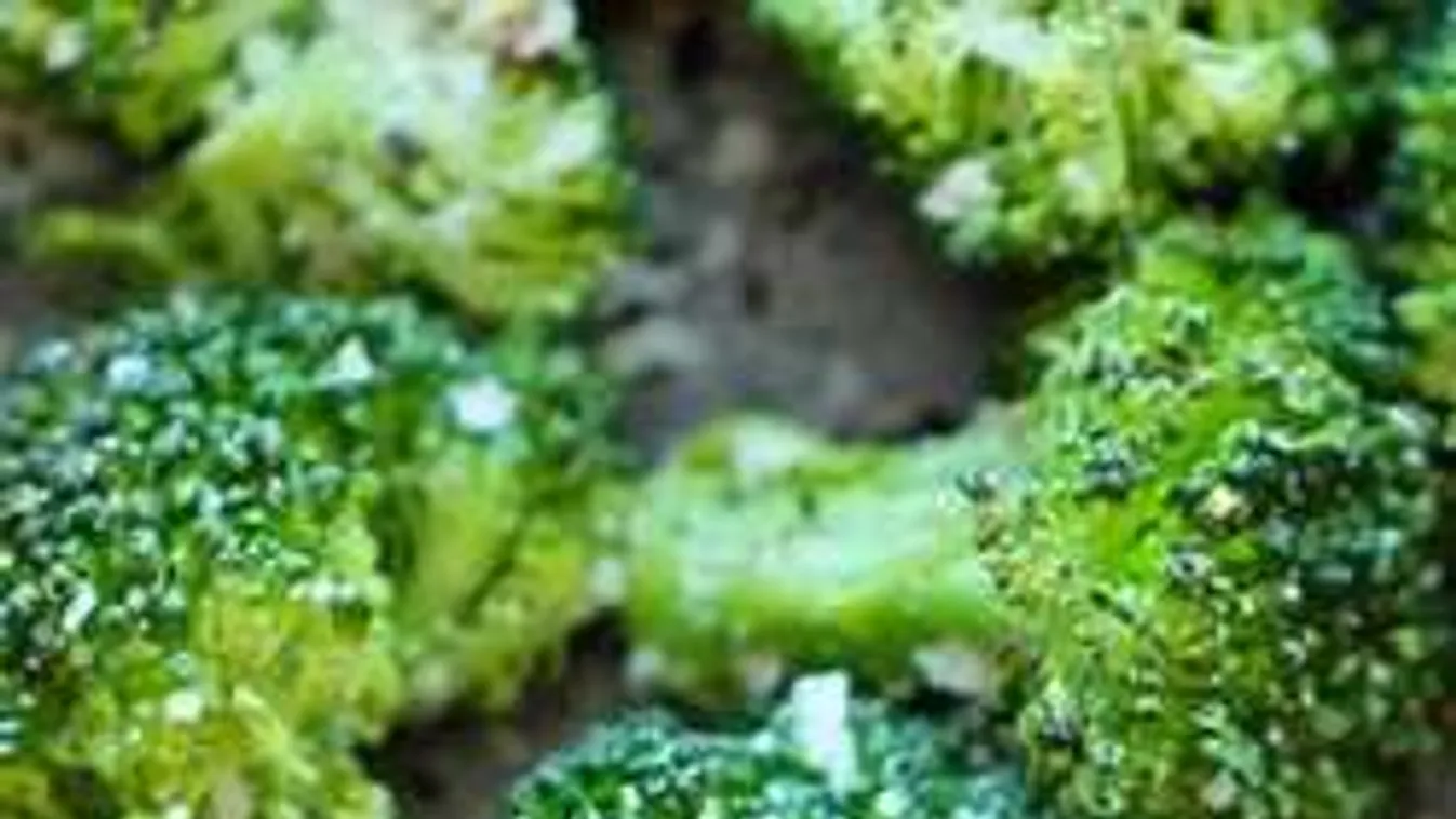 A fogyás titka: Ezeket hívják negatív kalóriás ételeknek!