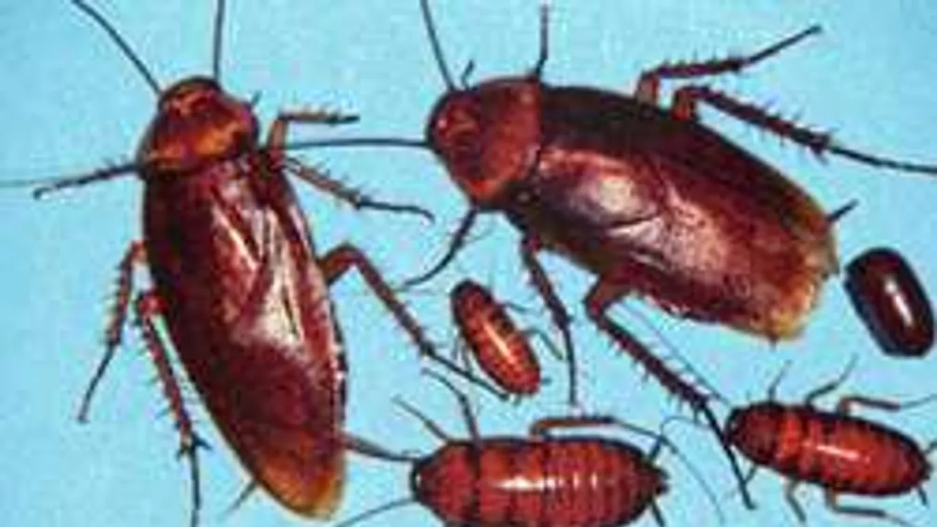 Így rohangálnak a csótányok egy budapesti pékségben! - Videó