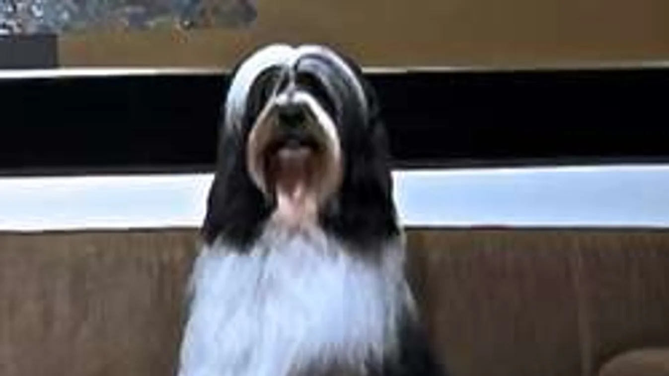 Segíts! Elveszett Náray Tamás kutyája, Oscar!