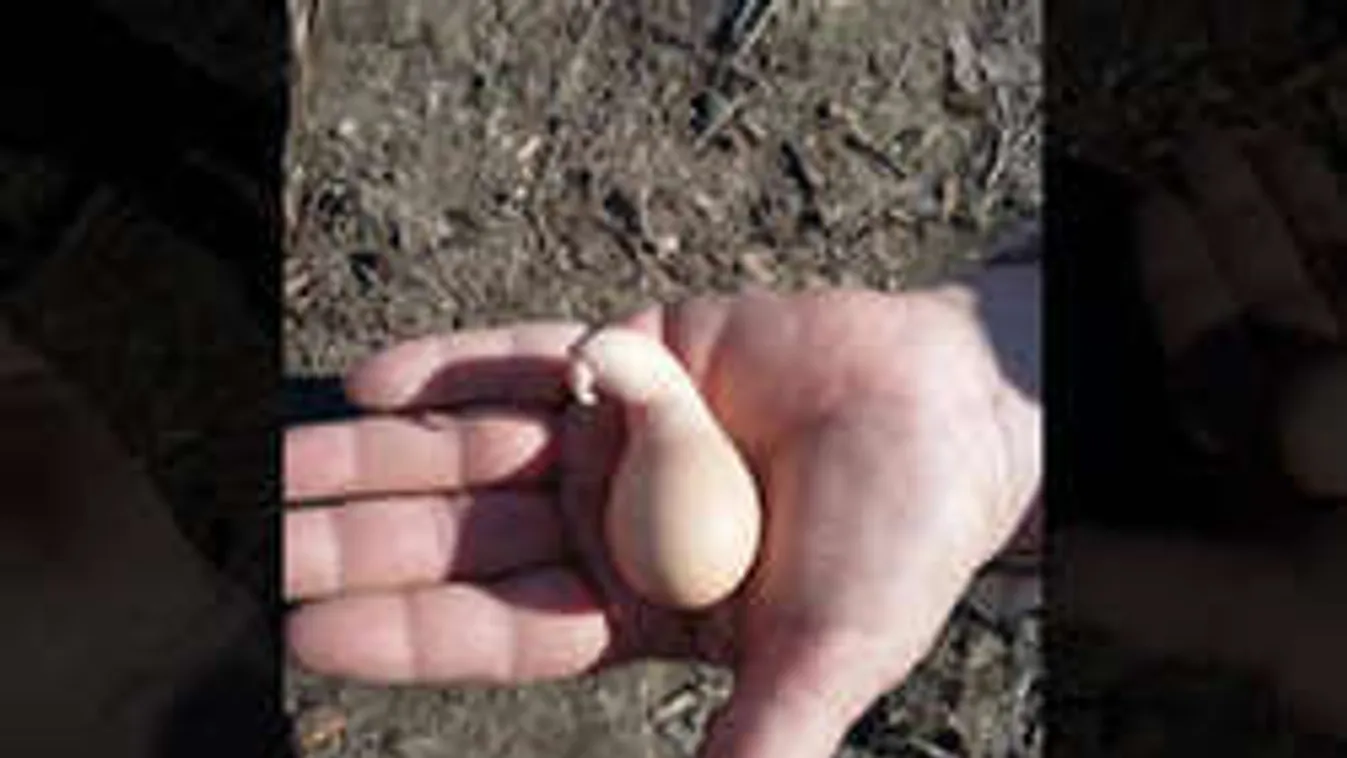 Hátborzongató: tojásszörnyet tojt Nagyvelegen egy tyúk