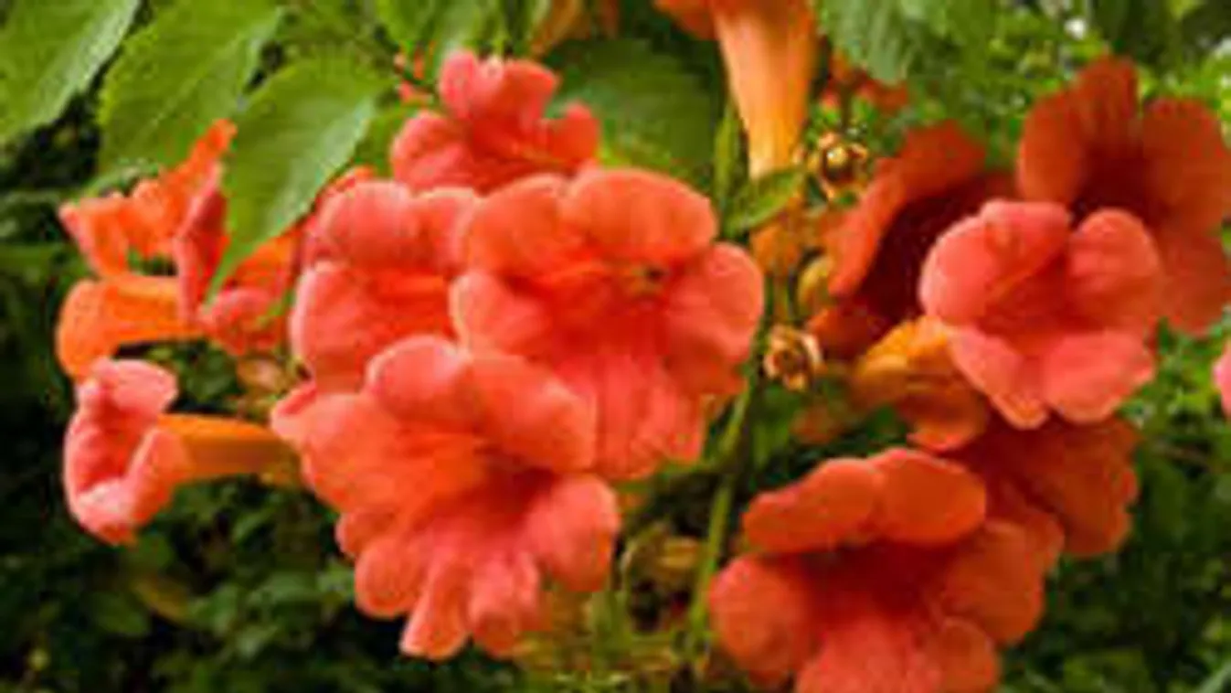 Vigyázz! Ez a csodás növény kerted gyilkosa lehet