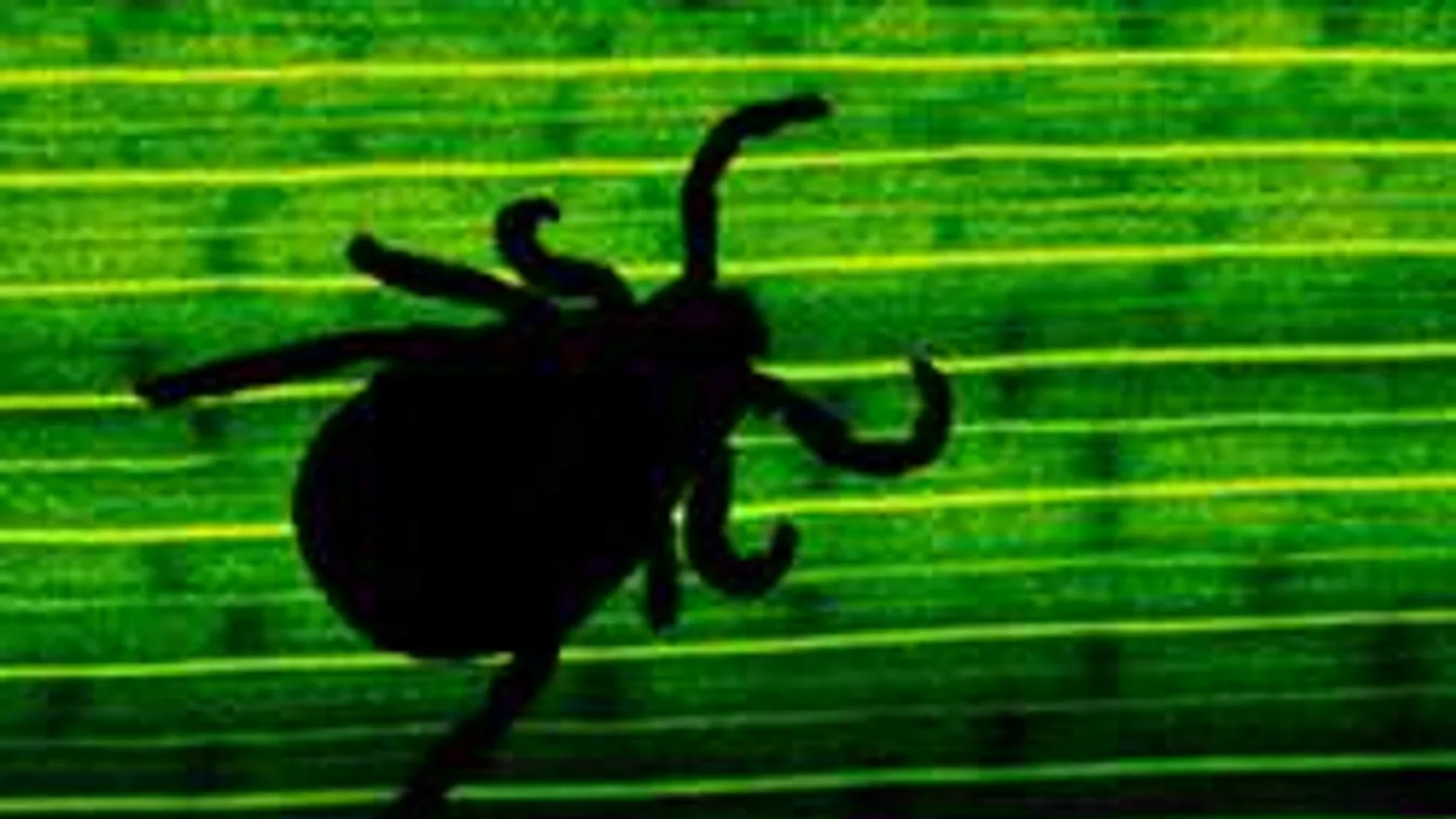 Kullancsinvázió fenyeget márciusban a gyerekjátszótereken!