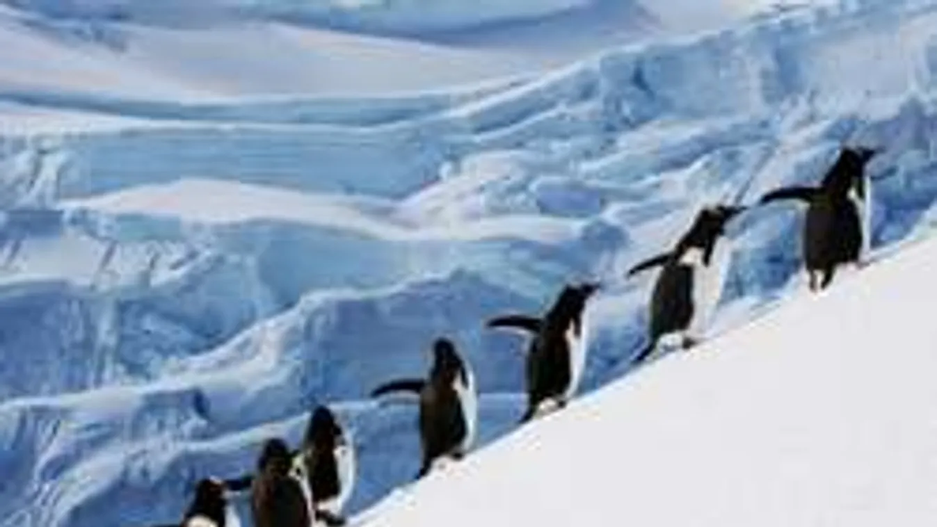 150 ezer pingvint ölt meg a jéghegy, a globális felmelegedés!