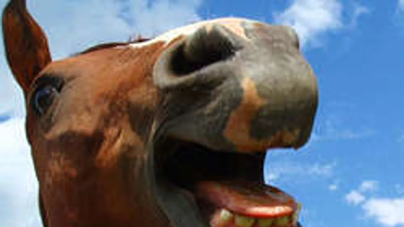 Megvadult ló rohant neki a vonatnak Öttevénynél, akadozik a közlekedés