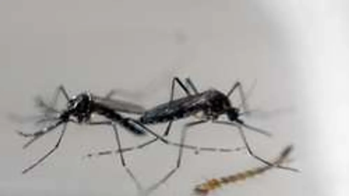 Megvan! Így győzik le a zikavírust!