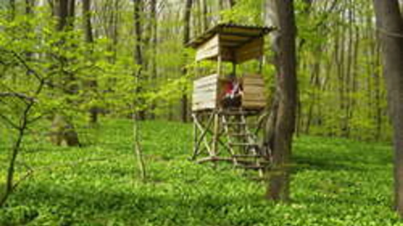 Lerabolják a tavasz szupersztárját, megtiltották a gyűjtését!