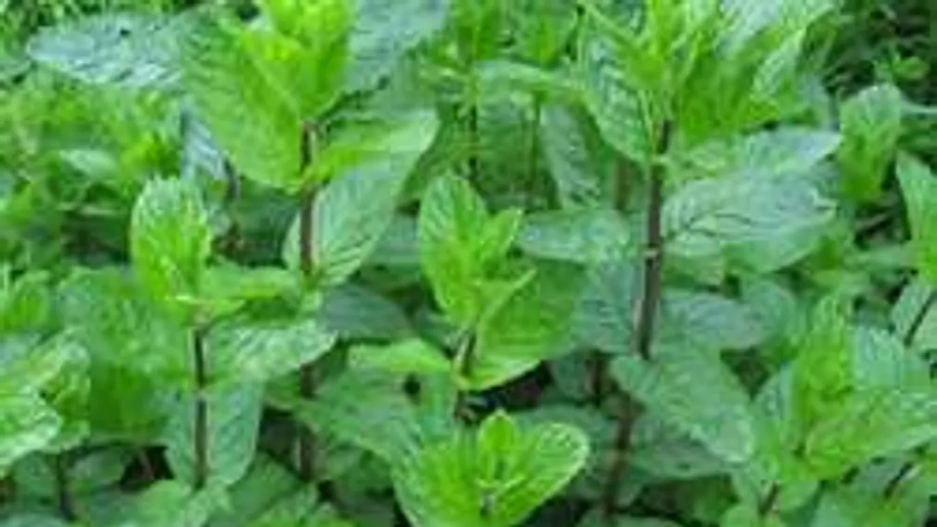 Az invázió elkezdődött. Így védd magad kullancsok ellen!