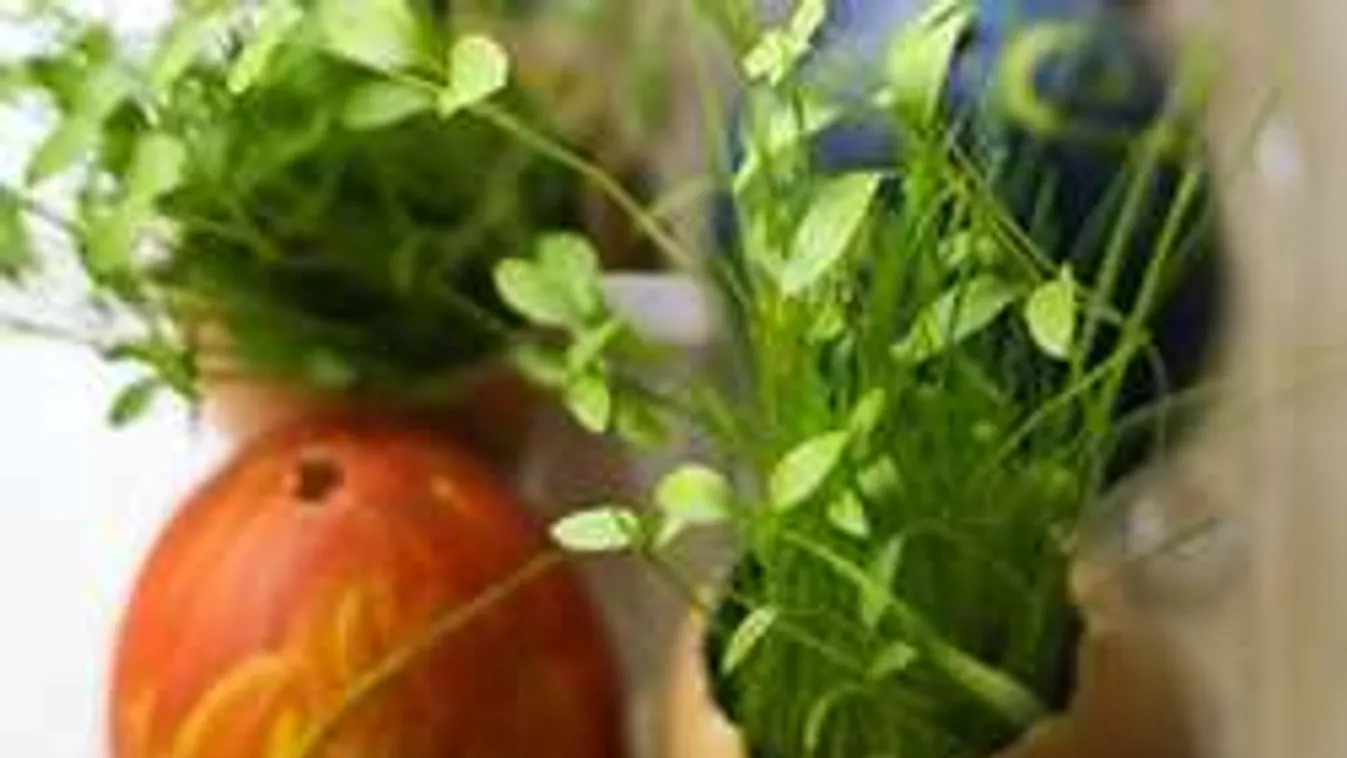 Ne dobd el a tojáshéjat, megmentheti a kerted!