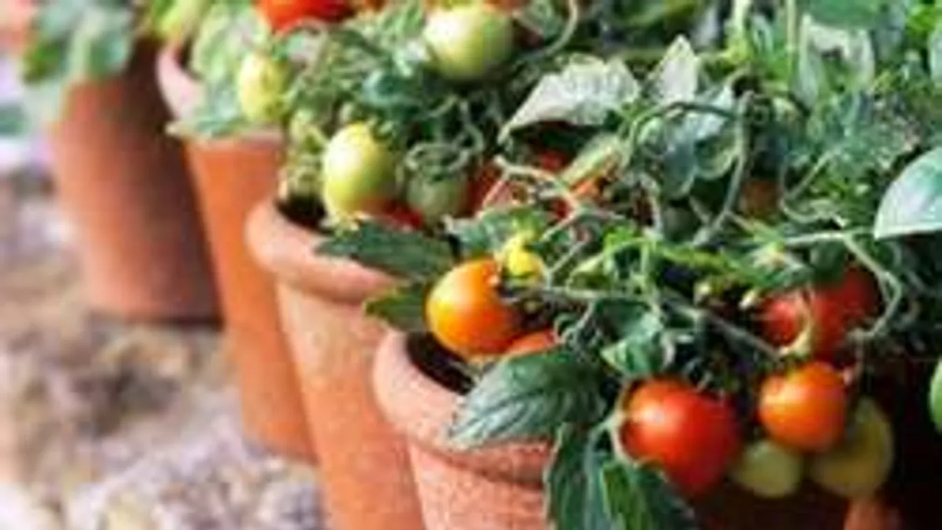 Õrület! Nézd, mit csinál! Ültess te paradicsomot az új módszerrel!