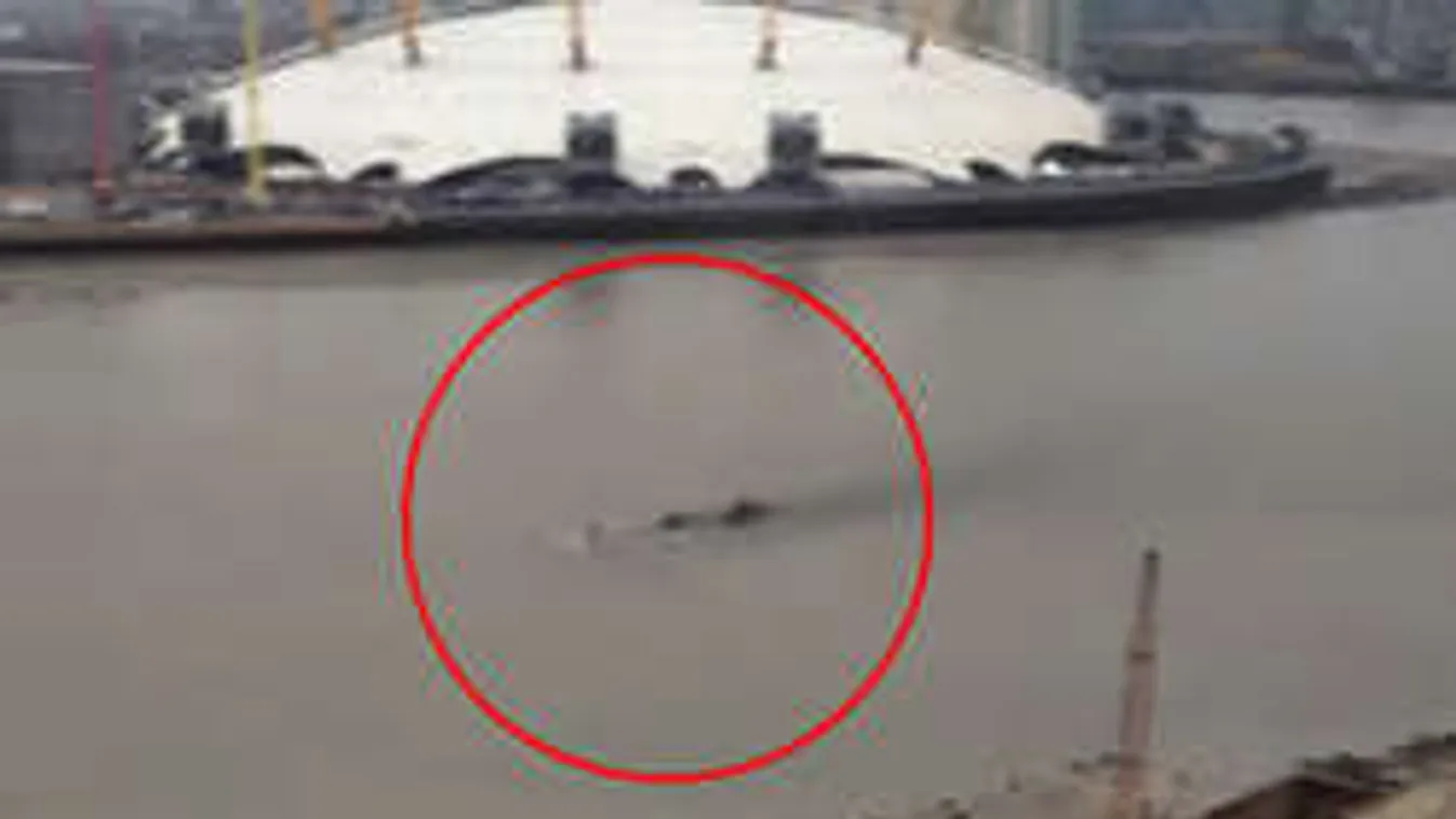 Titokzatos lény úszott fel a Temzén Londonig! - videó