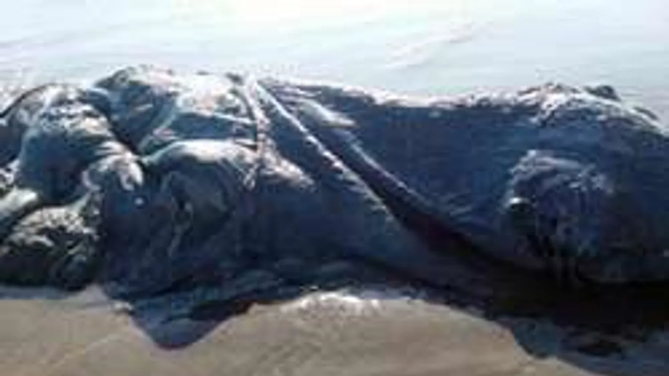 4 méter hosszú, döglött tengeri szörnyet találtak - Fotó