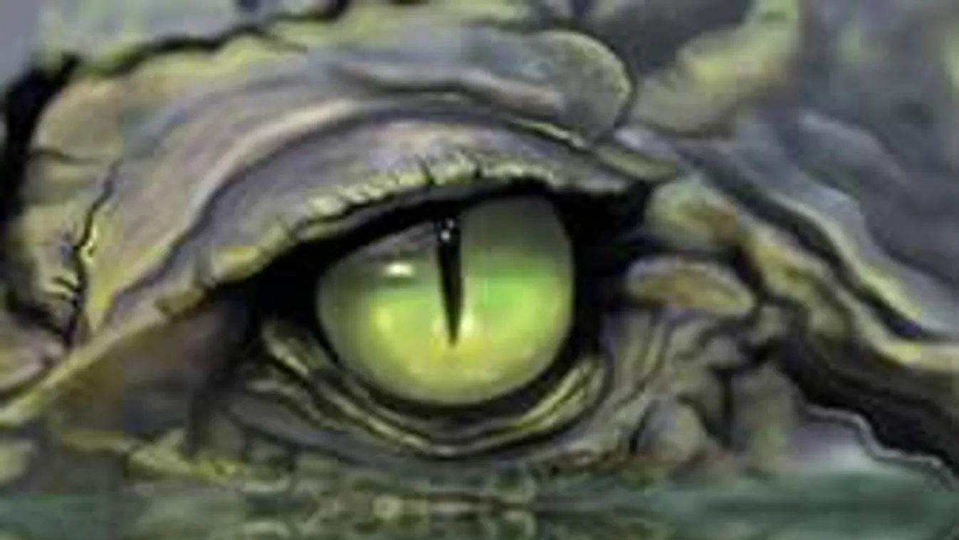 Látogatók előtt kapta el az éhes krokodil a gondozója karját