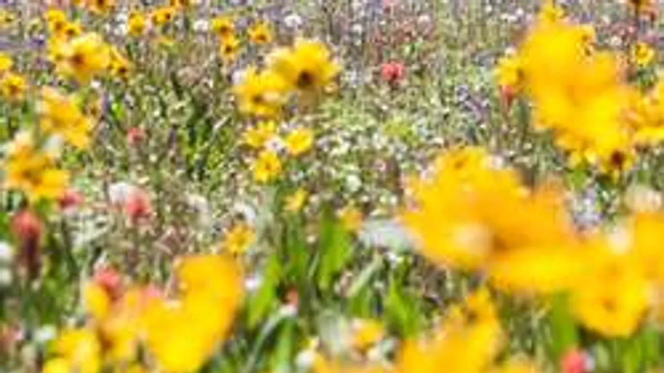 Használd ki a mai napot, hétvégére elromolhat az idő!