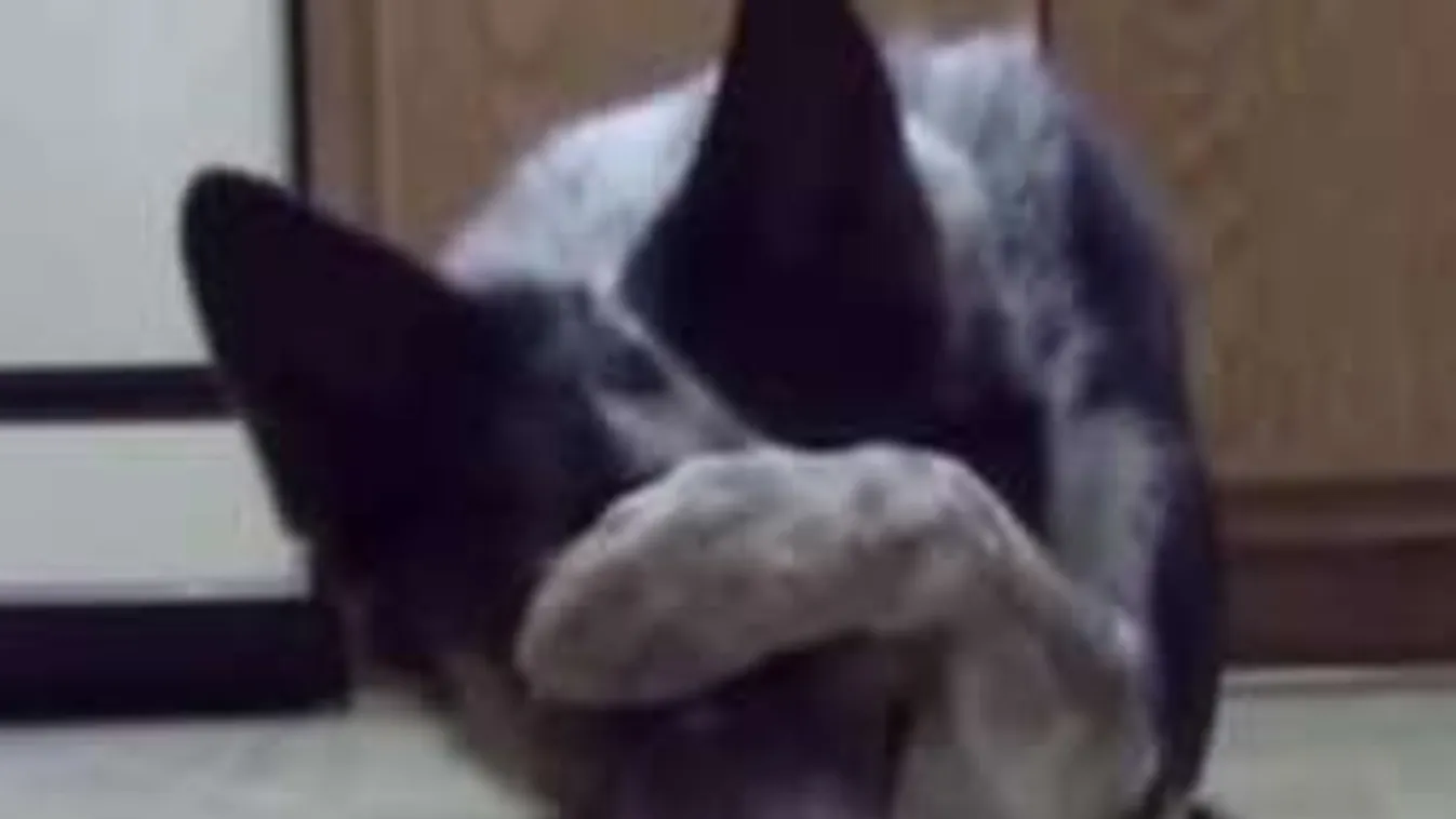 Íme, a kutya, aki le tudja írni a saját nevét! - VIDEÓ