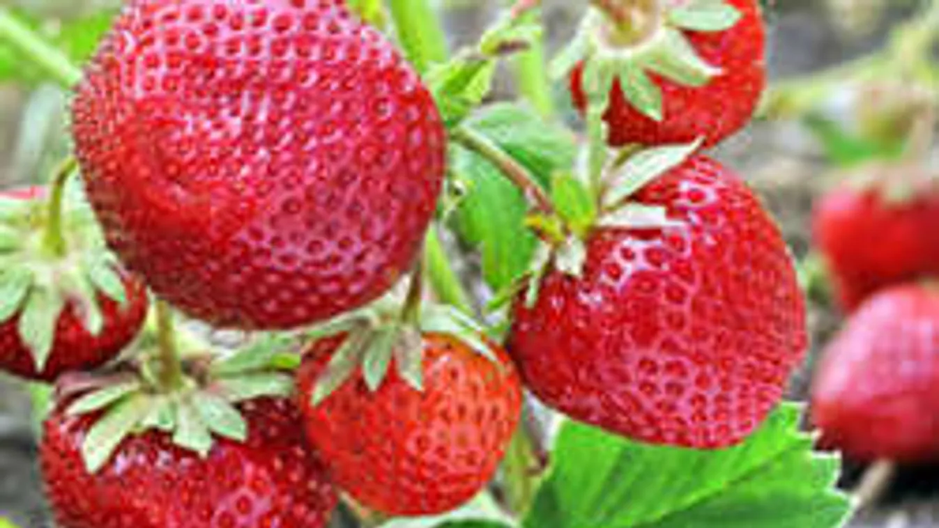 Ezzel az egyszerű trükkel ontja majd az epret a kiskerted!