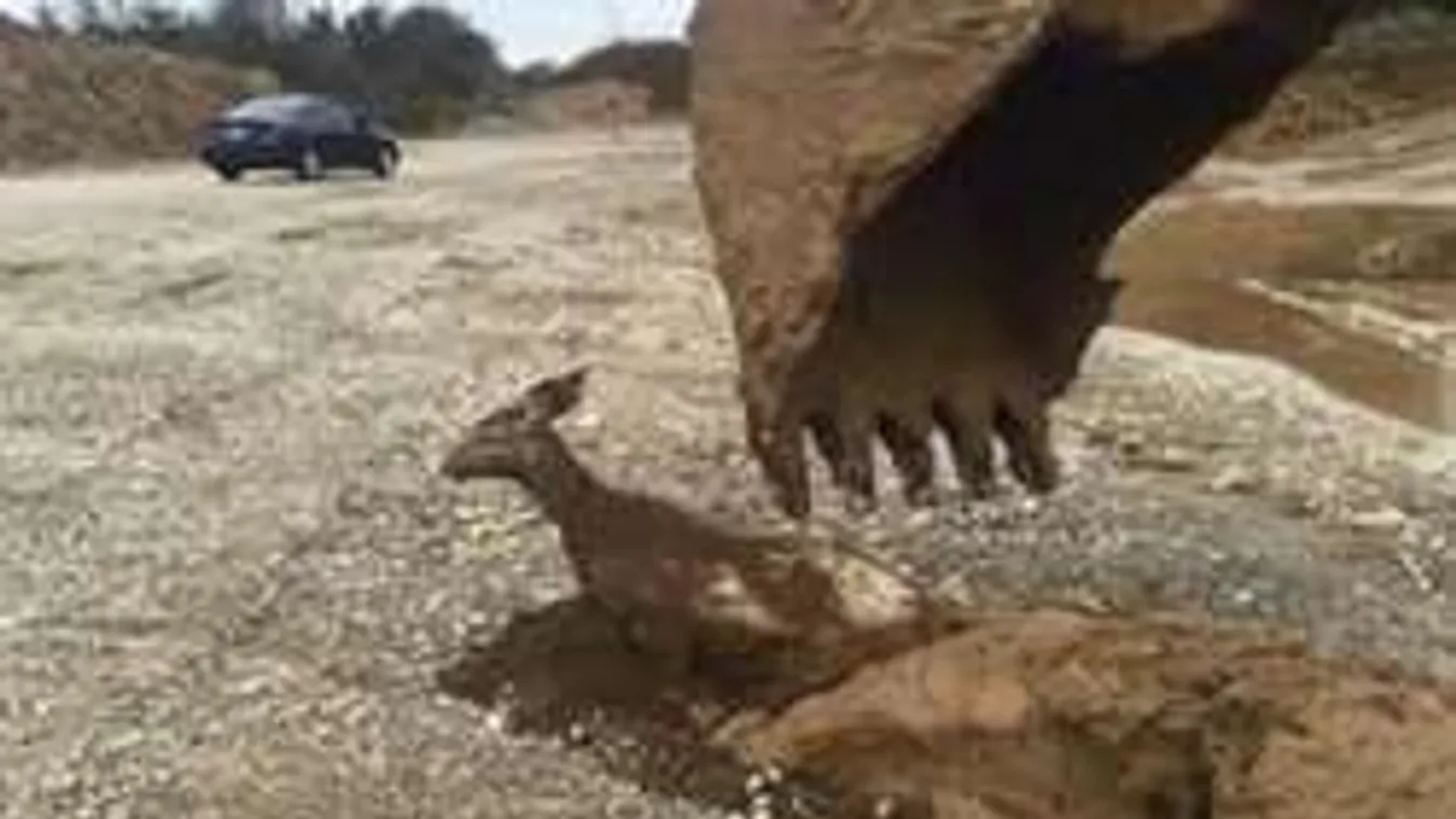 Megható történet: markológép mentette meg egy őzgida életét