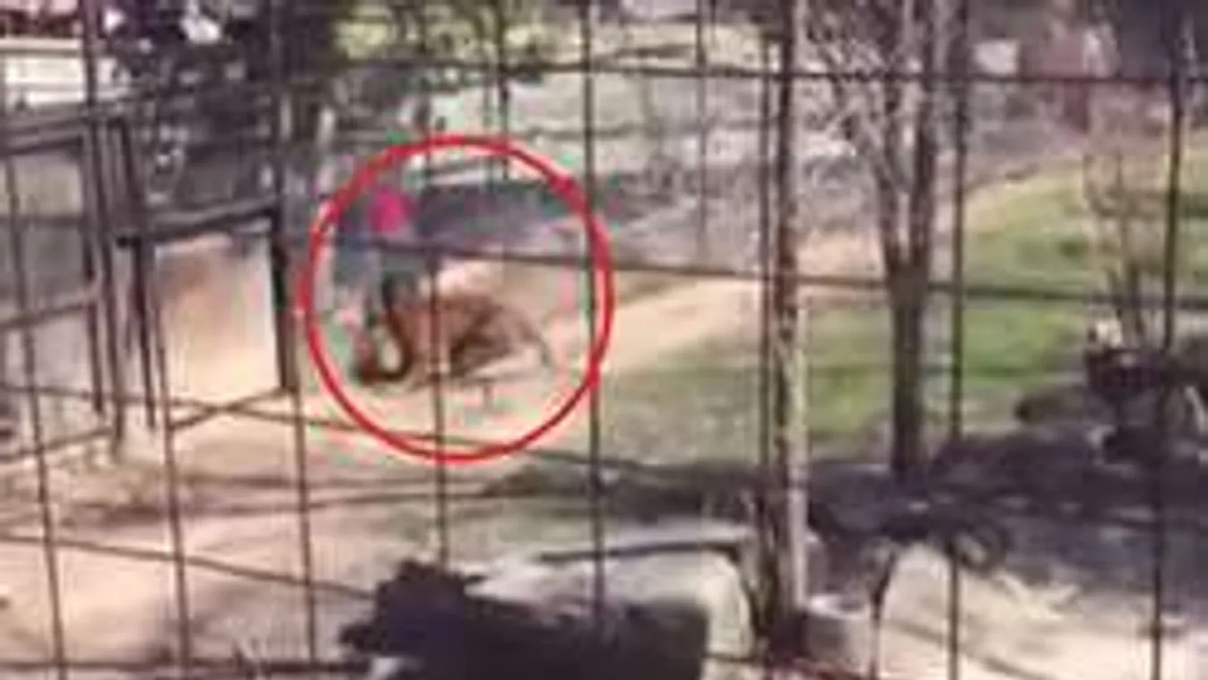 Ezer forintos sapkájáért mászott be a tigris ketrecébe! - VIDEÓ