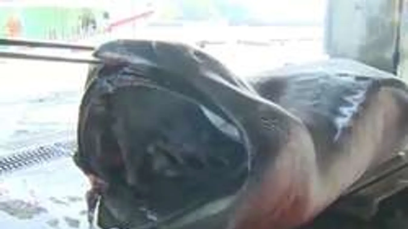 Bravúr: sikerült kifogni az egytonnás vízi szörnyet! - VIDEÓ