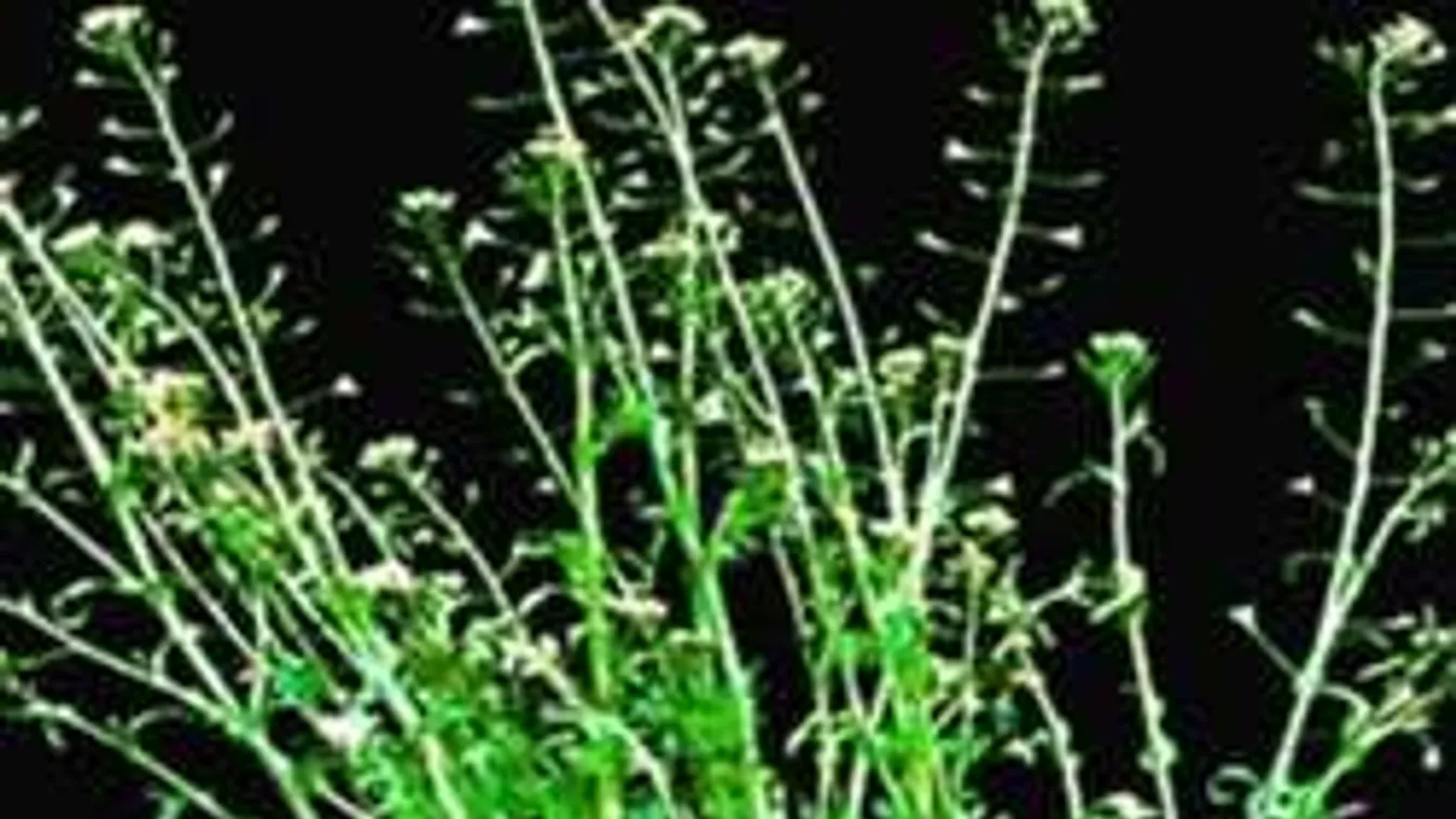 Nem hiszed el, mire jó ez a primitív gyomnövény!