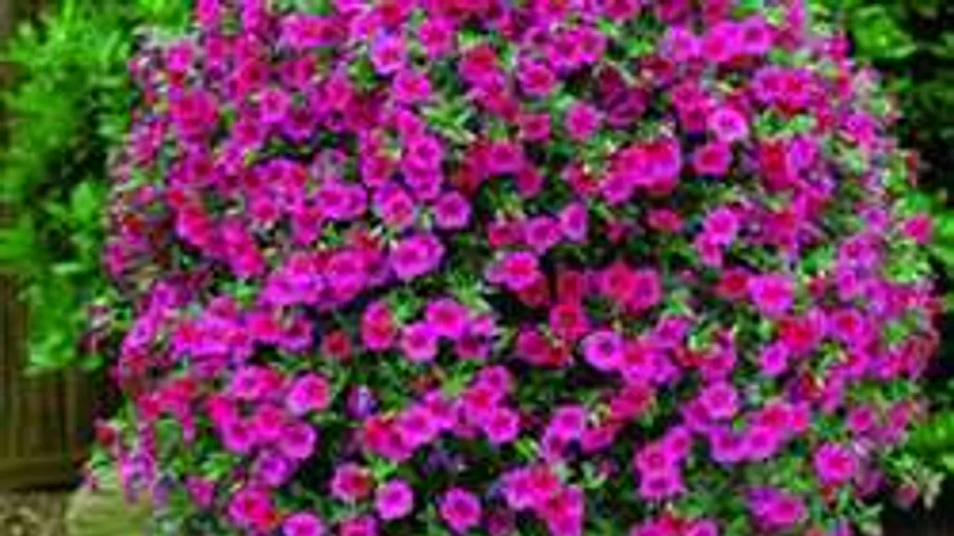 Így gondozd a petúniát! Virágzuhatag lesz a jutalom