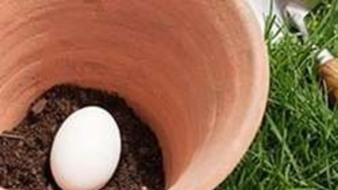 Ezért ültess a cserepes növényeid alá mindig egy tojást