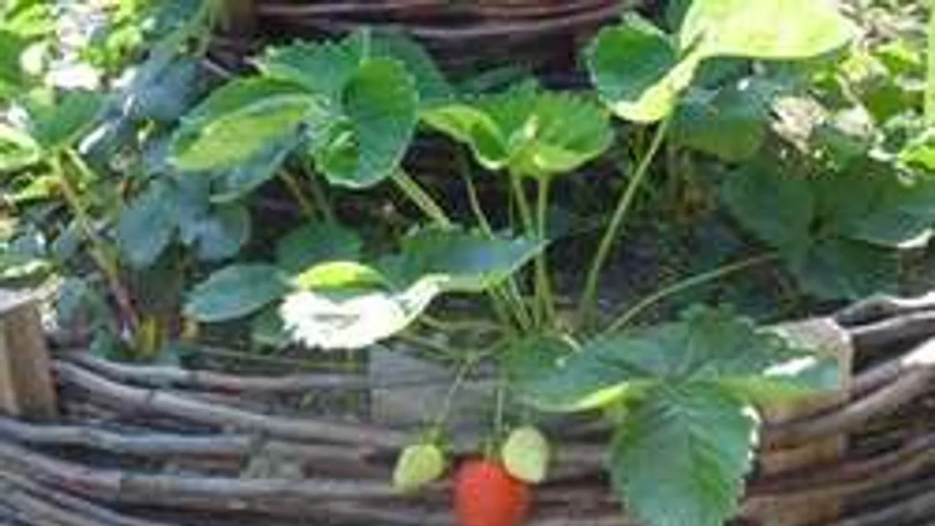 Talpalatnyi földön eperpiramis! Ilyet még nem láttál!