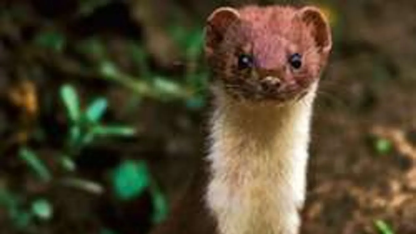 Egy menyét volt a világ legnagyobb császára!