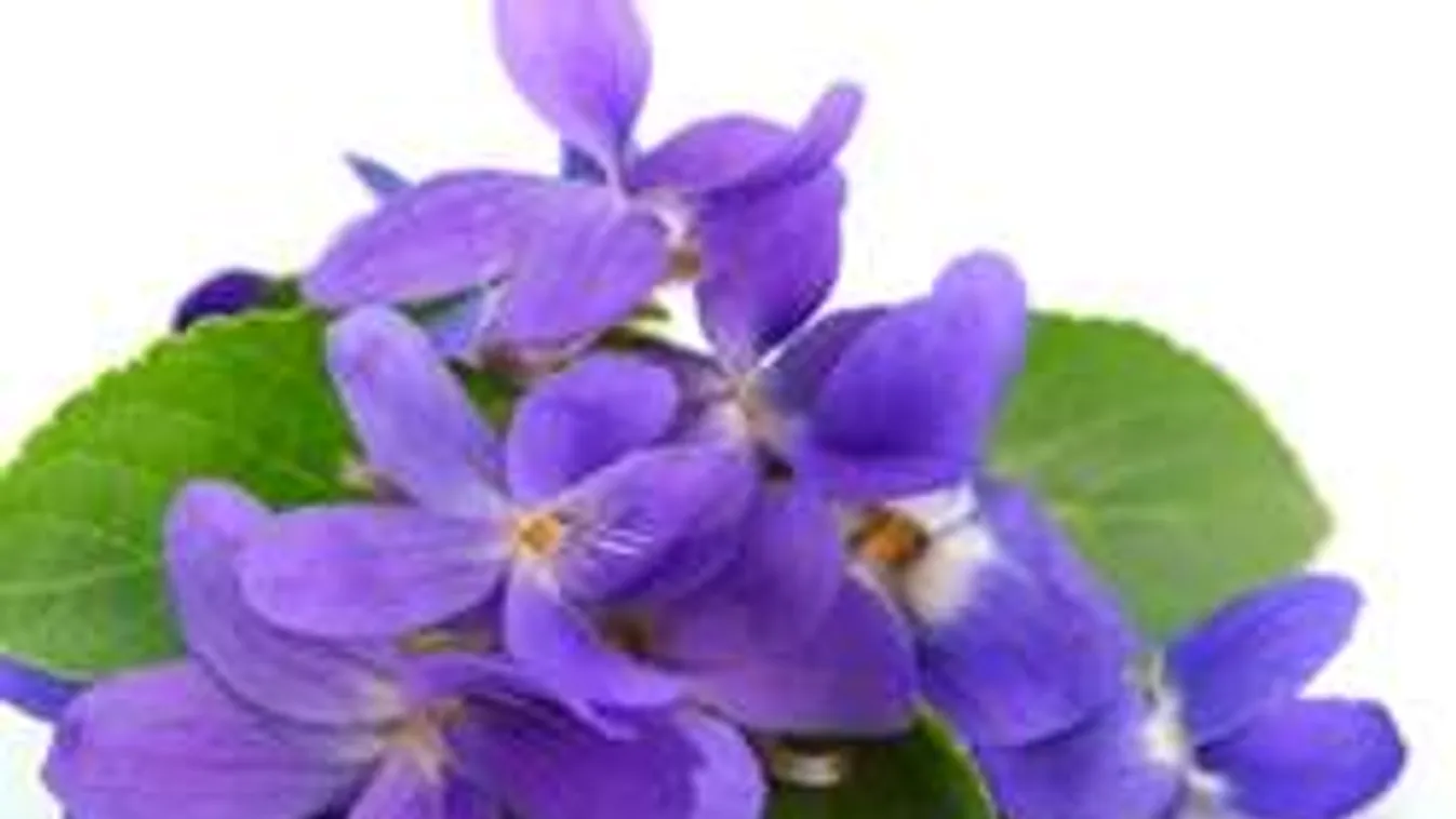 Főnyeremény a konyhában a tavasz legillatosabb virága