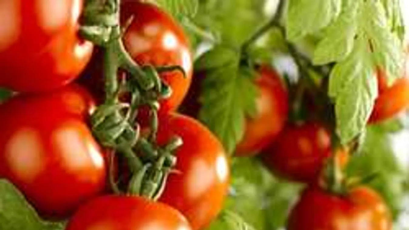 Így lesz idén háromszor annyi paradicsomod! Zseniális trükk!